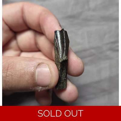 Rare Museum Quality Rooted Hadrosaurus Dinosaur Tooth Fossil Hellcreek Fm